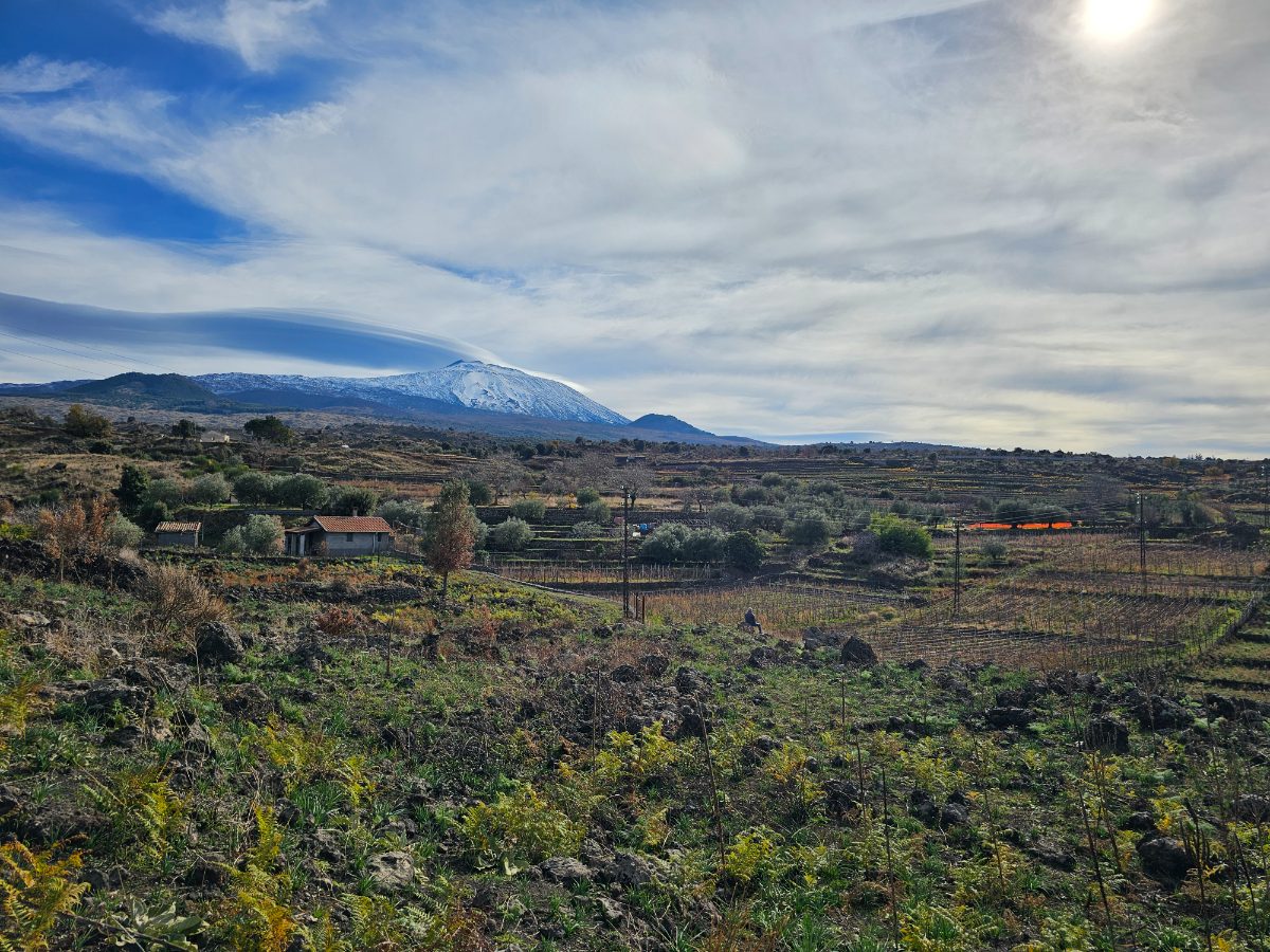 Le viti spoglie a gennaio, l'Etna innevato alle spalle