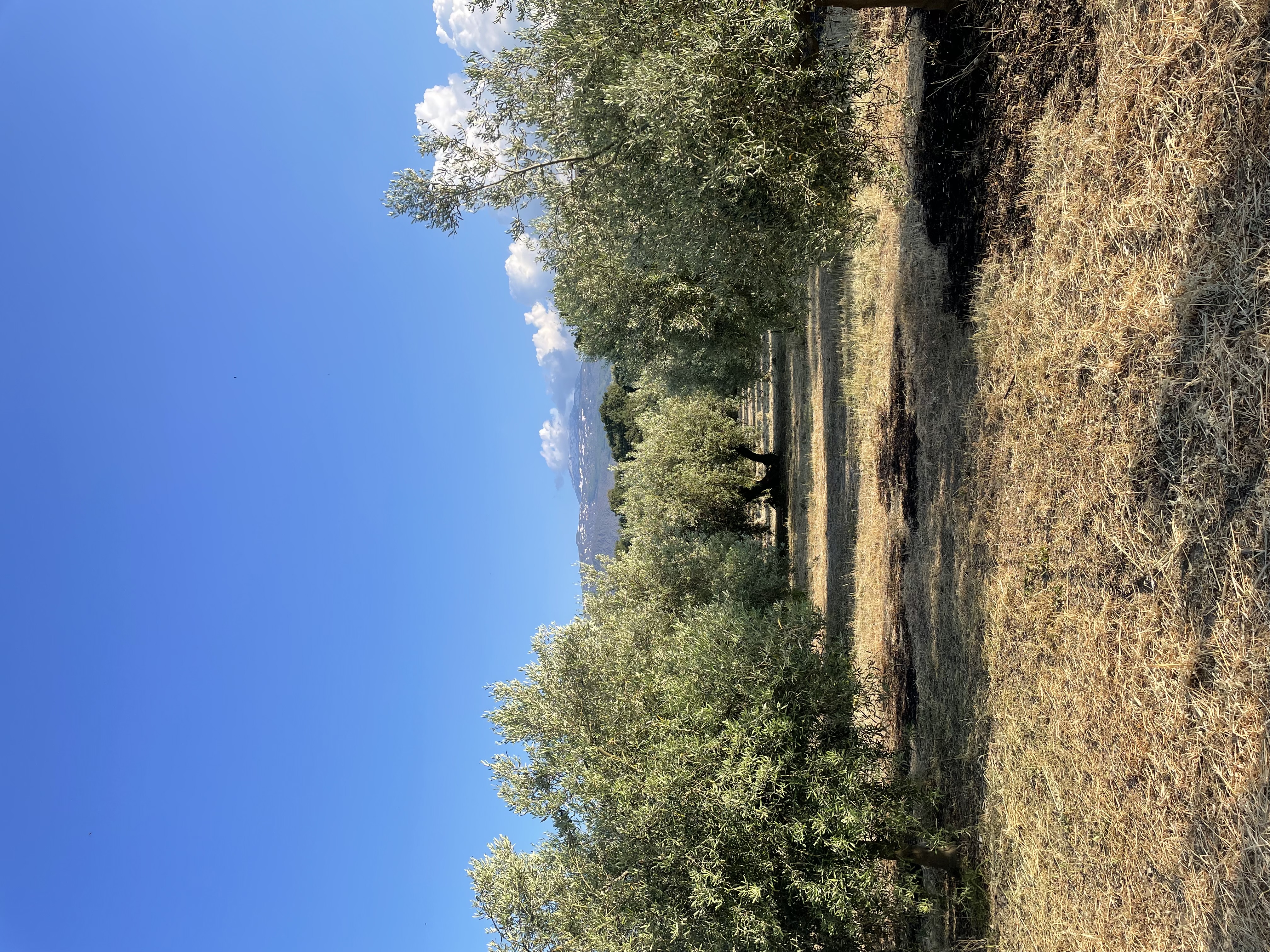 Filare di ulivi sul versante nord-est dell'Etna