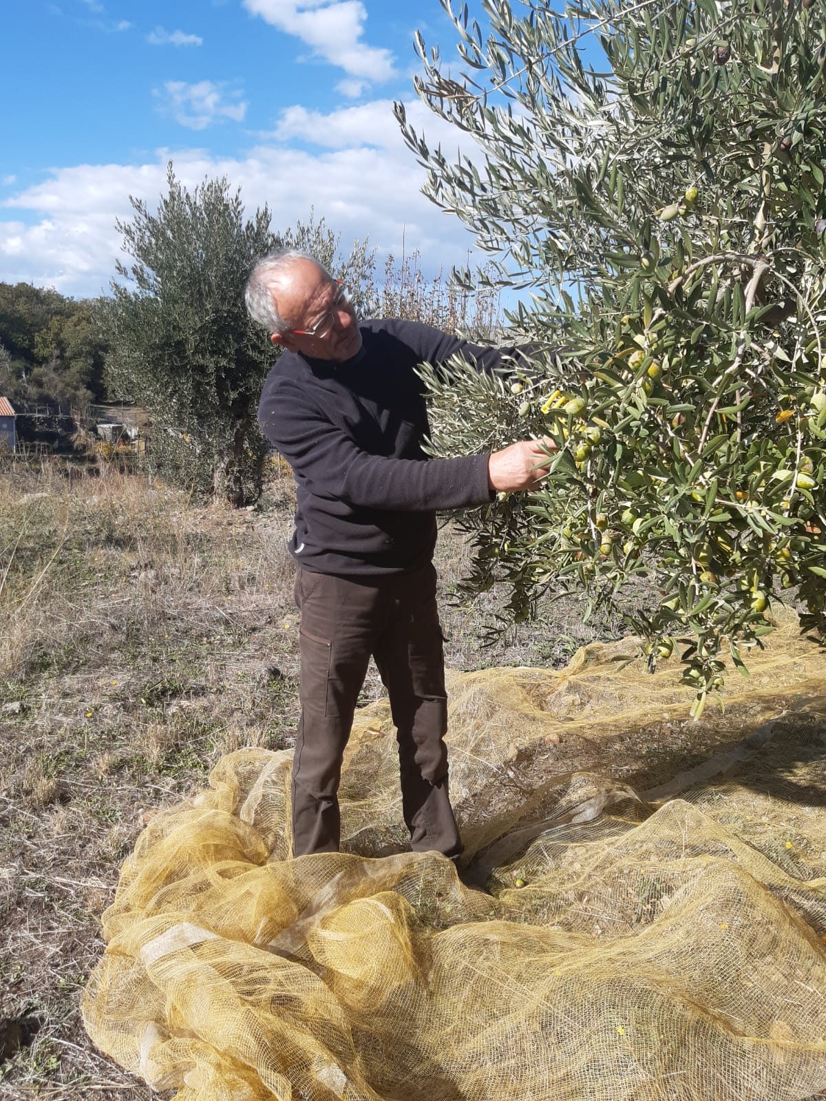La raccolta delle olive sulle reti, fra gli ulivi della tenuta